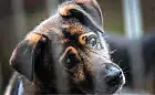 Almondo: niewidomy pies, który wypatruje opiekuna