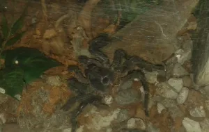 Zabrał do domu terrarium z jadowitym pająkiem