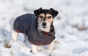 By było ciepło: ubranka dla psów na zimę