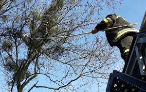 Strażnicy i strażacy ściągnęli kota z 10-metrowego drzewa