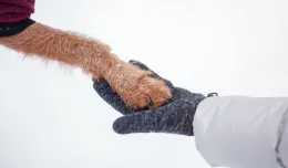Jak dbać o psie łapy zimą?