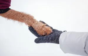 Jak dbać o psie łapy zimą?