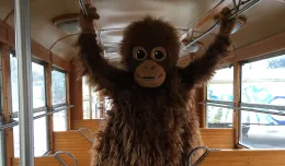 Pluszowy orangutan w zabytkowym tramwaju