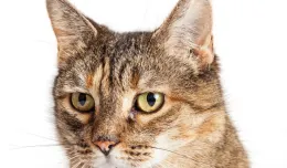 Co oznacza obcięte ucho u bezdomnego kota?