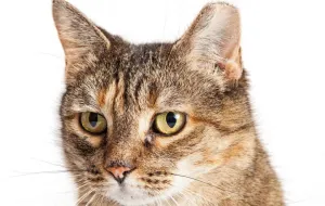 Co oznacza obcięte ucho u bezdomnego kota?