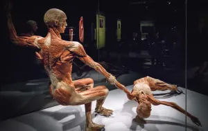 Wystawa Body Worlds w Gdańsku