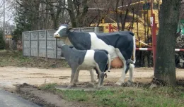 Krowa lepsza niż fotoradar?