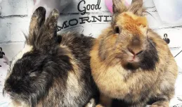 Nowe fakty w sprawie porzuconych królików