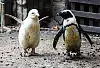 Pingwin albinos w gdańskim zoo
