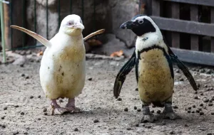 Pingwin albinos w gdańskim zoo. Prawdopodobnie jedyny na świecie