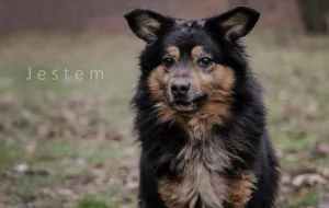 Adopcje zwierzaków: pies o cudnym imieniu szuka domu