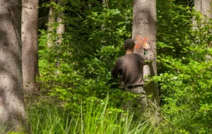 Leśniczy: Trójmiejskie lasy są bezpieczne