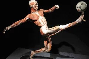 Uznana za kontrowersyjną wystawa Body Worlds zmienia Polaków