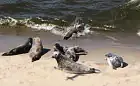 Młode foki leżakowały na plaży