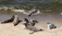 Młode foki leżakowały na plaży