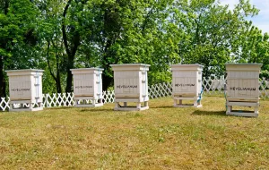 Pszczoły zamieszkały na skarpie przy Hevelianum