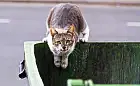 Dokarmianie wolno żyjących kotów latem - czy to ma sens?