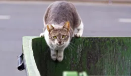 Dokarmianie wolno żyjących kotów latem - czy to ma sens?