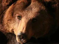 W wieku 43 lat zmarła Cytra, niedźwiedzica z gdańskiego zoo