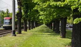 Ruszają prace w Wielkiej Alei Lipowej w Gdańsku. Które drzewa uda się ocalić?