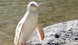 Wybrano imię dla pingwina albinosa z gdańskiego zoo