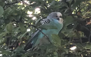 Niebieska papuga w parku Reagana