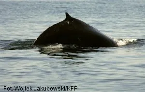Sekretne życie wieloryba