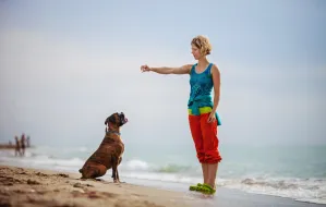 Pies na plaży w Trójmieście: gdzie wolno?