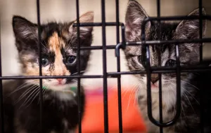 Adoptuj kociaka: ponad 50 maluchów w Ciapkowie