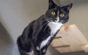 Adopcje zwierzaków: Suri - kotka z charakterem