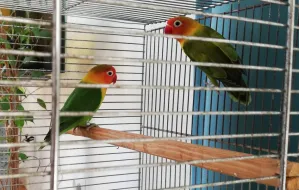 Szukali papugi przez 3 tygodnie. Szczęśliwy finał