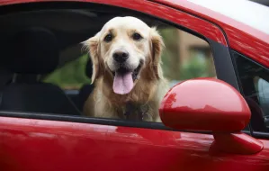 Podróż autem z psem: na co trzeba uważać?