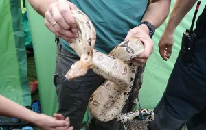Turystka znalazła w namiocie dwa węże boa