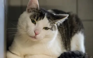 Adopcje zwierzaków: kot Michał ma dom