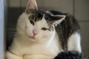 Adopcje zwierzaków: kot Michał ma dom