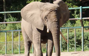 W zoo przycięto cios słonicy afrykańskiej