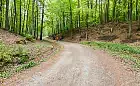 Gdańsk planuje budowę nowego szlaku spacerowego przez tereny leśne