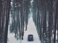 Volvo wypożyczyło choinki na święta, a teraz drzewka wrócą do lasów