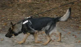 Dzięki policyjnym psom odnaleźli zaginionego