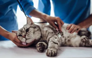 Kocie porady: czy sterylizować/kastrować kotkę?