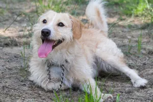 Adopcje zwierzaków: młody Majlo szuka dobrego domu