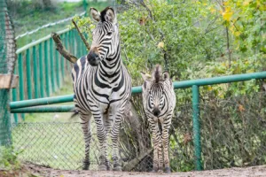 Żyrafa, zebra i kangury. Nowe zwierzęta w gdańskim zoo