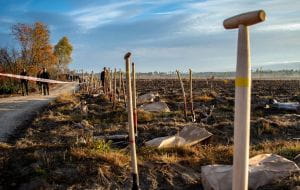 Trójmiejskie firmy posadzą las w Lipuszu