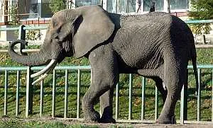 Nowy słoń w gdańskim zoo