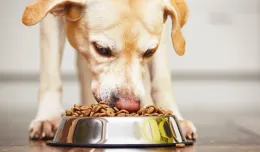 Czym karmić psa? Karma sucha, mokra i inne opcje