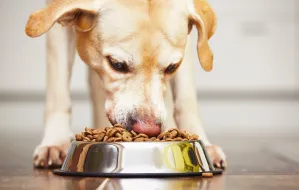 Czym karmić psa? Karma sucha, mokra i inne opcje