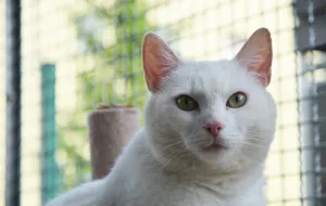 Adopcje zwierzaków: smutna i głucha kotka szuka domu