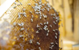 Naukowcy z PG tworzą system do nadzorowania pasieki pszczelarskiej