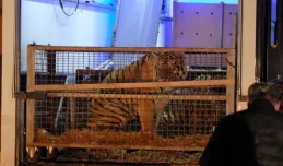 Specjaliści z gdańskiego zoo pomogą zaniedbanym tygrysom