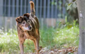 Stasiu - psi staruszek pilnie potrzebuje domu
